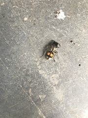 Hoplomutilla spinosa