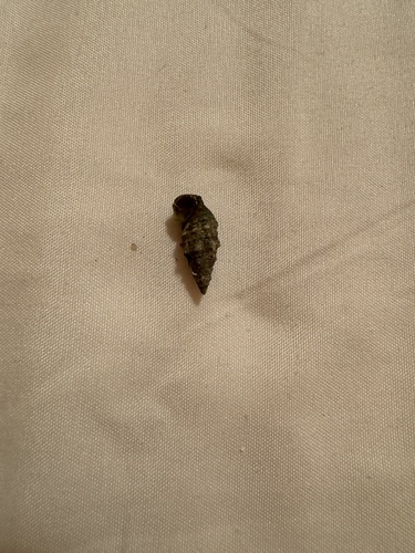 Cerithium renovatum observed 2024-07-30
