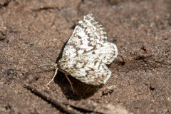 Eufidonia notataria