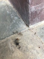 Hoplomutilla spinosa