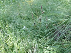 Carex tomentosa