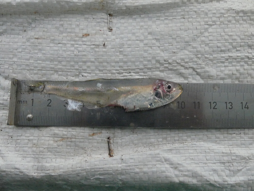 Dogtooth herring (Chirocentrodon bleekerianus) — Pristigasteridae — 3