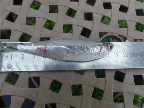 Anchovy (Anchoviella lepidentostole) — Engraulidae