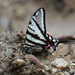 Mariposa Cometa Golondrina Mexicana - Photo (c) Rodrigo Arrazola, algunos derechos reservados (CC BY-NC), subido por Rodrigo Arrazola