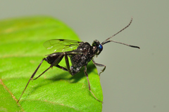 Evania appendigaster