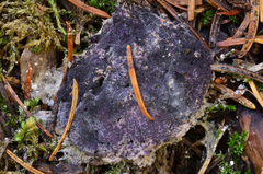Nectriopsis violacea image