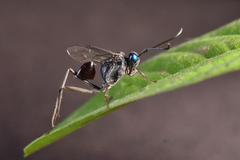 Evania appendigaster