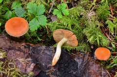 Pholiota astragalina image