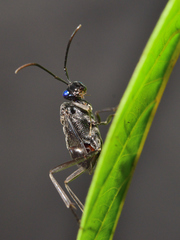 Evania appendigaster