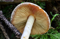 Pholiota astragalina image