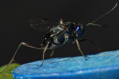 Evania appendigaster