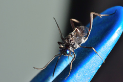 Evania appendigaster