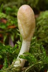 Trichoderma alutaceum image