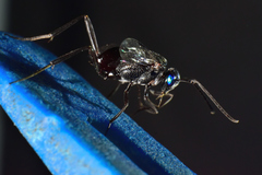 Evania appendigaster