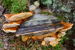 Pycnoporellus fulgens image