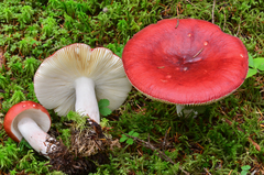 Russula paludosa image