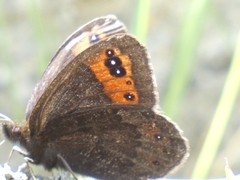 Erebia triarius