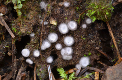 Stephanoma strigosum image