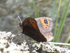 Erebia triarius