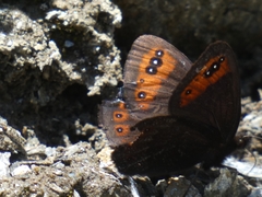 Erebia triarius