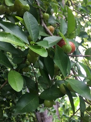 Malpighia glabra