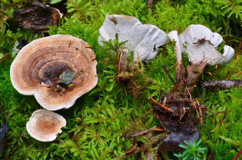 Phellodon tomentosus (L.) Banker