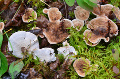 Phellodon tomentosus image