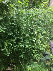 Malpighia glabra