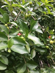 Malpighia glabra