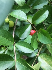 Malpighia glabra
