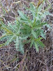 Stephanomeria runcinata