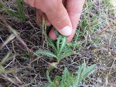 Stephanomeria runcinata