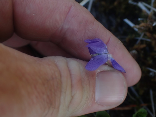 Image of Viola nephrophylla by no rights reserved