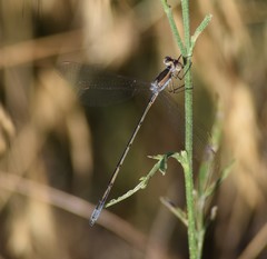 Lestes alacer