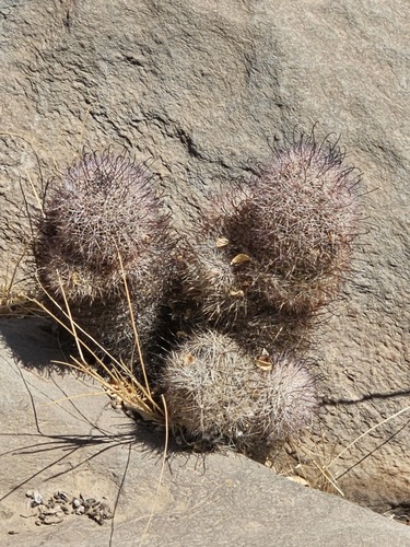 Cochemiea dioica, photograph 5