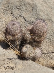 Cochemiea dioica, photograph José Francisco Colorado-Dapa, CC BY, iNaturalist via GBIF
