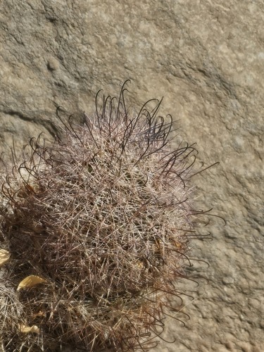 Cochemiea dioica, photograph 6