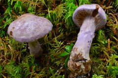 Cortinarius traganus image