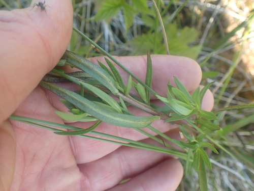 Image of Symphyotrichum bracteolatum by no rights reserved