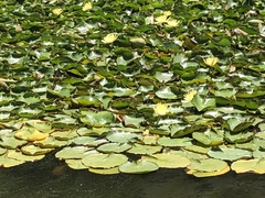 Nymphaea mexicana