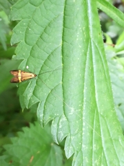 Nemophora