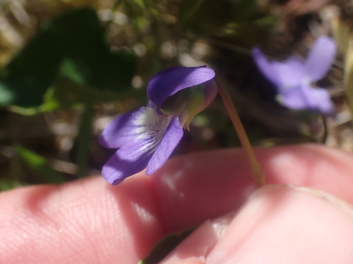Image of Viola nephrophylla by no rights reserved