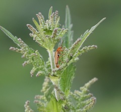Cantharis rufa