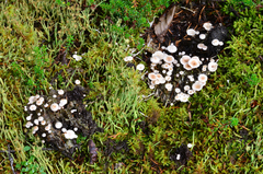 Collybia cirrhata image