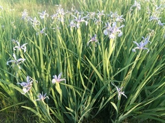 Iris pseudonotha