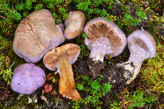 Cortinarius traganus image