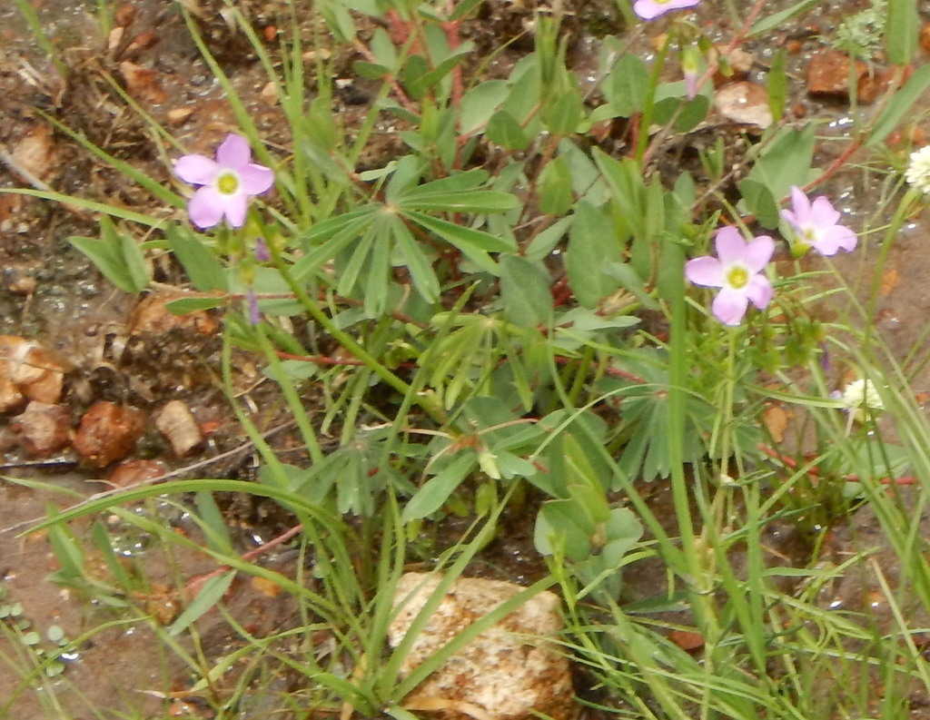 Oxalis decaphylla; photograph (c) stinger, some rights reserved (CC BY)