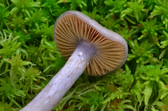 Cortinarius salor image