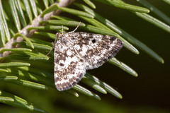 Eufidonia notataria