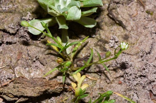 Sagina humifusa